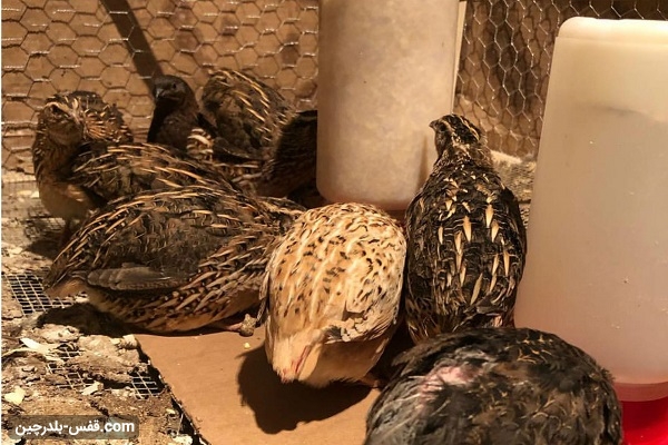 آموزش پرورش بلدرچین