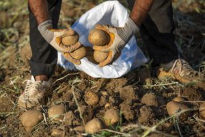 سیب‌زمینی و گوجه‌فرنگی ارزان شد/ موج جدید کاهش قیمت‌ها در میادین