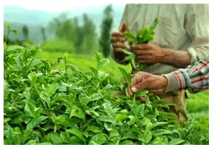 چشم تولیدکنندگان و صادرکنندگان چای هندی به بازار ایران | ایران و غرب آسیا سالانه چند تن چای از هند خریداری می‌کنند؟