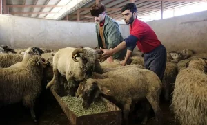 قیمت دام زنده در تهران و شهرستان چقدر است؟