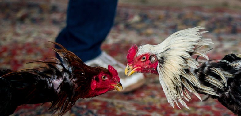 بازی خروس جنگی محلی