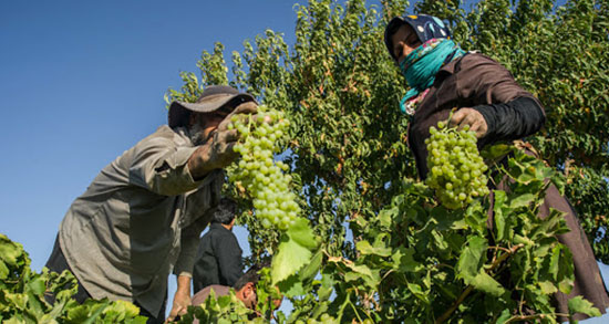 تعبیر خواب انگور چیدن مرده