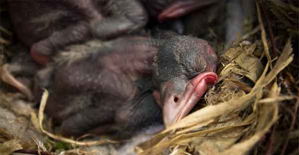 تعبیر خواب کوتاهی مو مرده