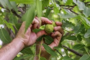 تعبیر خواب گردو چیدن مرده