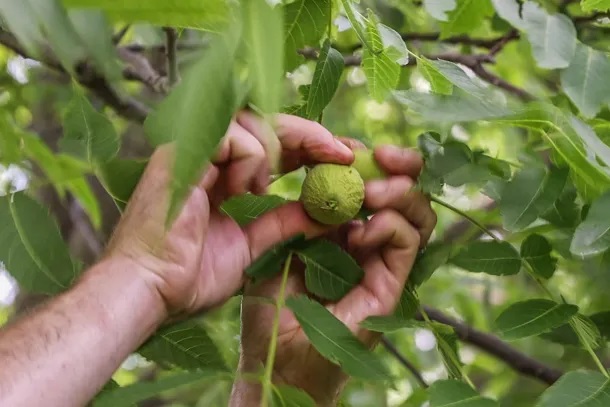 تعبیر خواب گردو چیدن مرده
