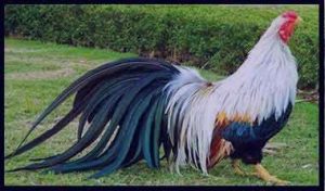 تعبیر خواب خروس مرده