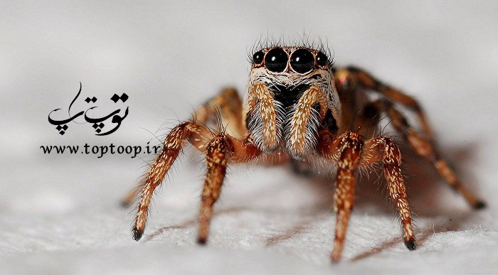 تعبیر خواب عنکبوت مرده چیست