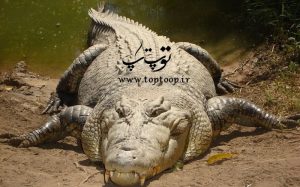 تعبیر خواب تمساح های مرده