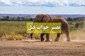 تعبیر خواب فیل مرده
