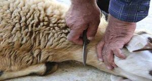 تعبیر خواب مرده قربانی کند