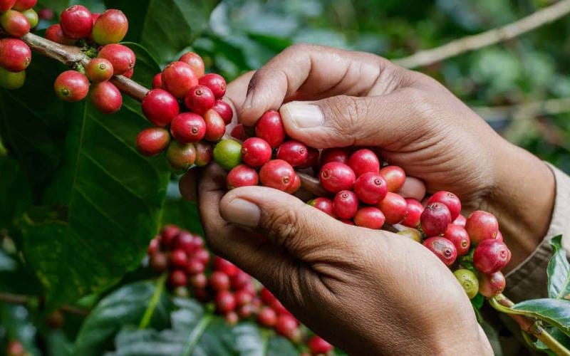 قهوه روبوستا چیست؟