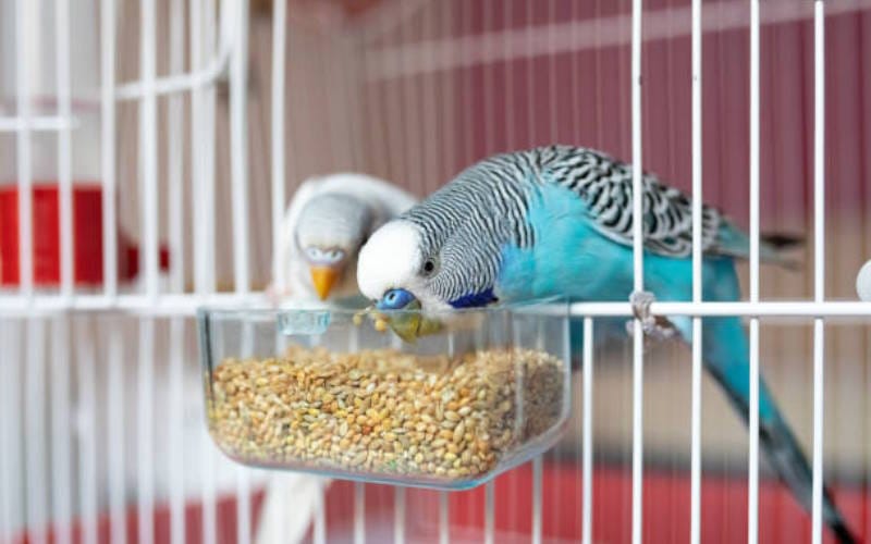 پرندگان خانگی با چه کمبودهایی مواجه هستند؟