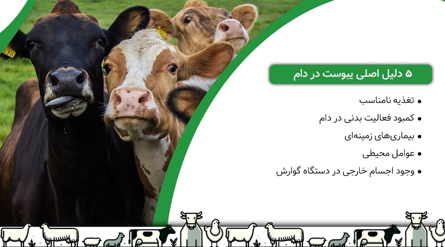 5 دلیل اصلی یبوست در دام
