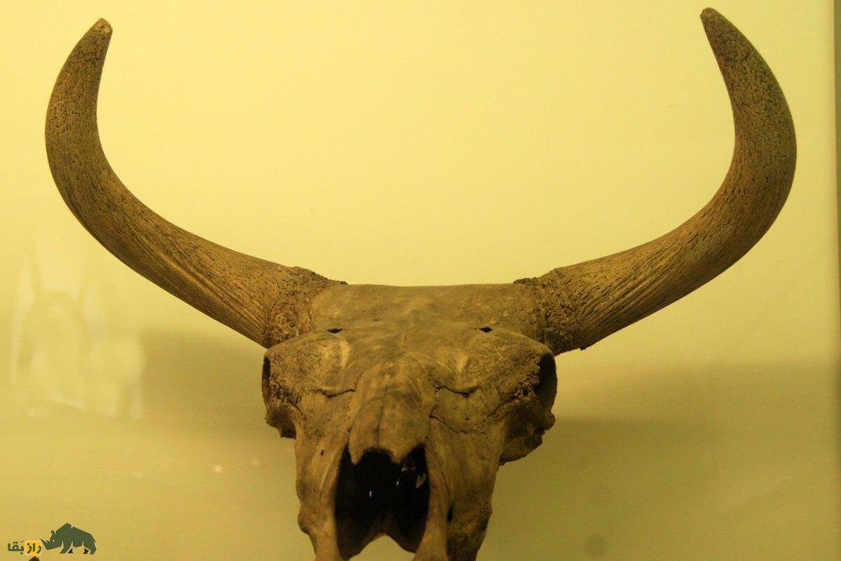 جمجمه یک گاو