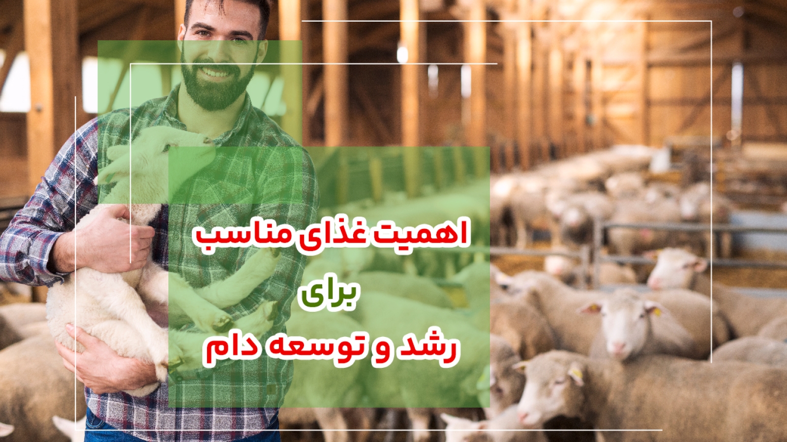 اهمیت غذای مناسب برای رشد و توسعه دام