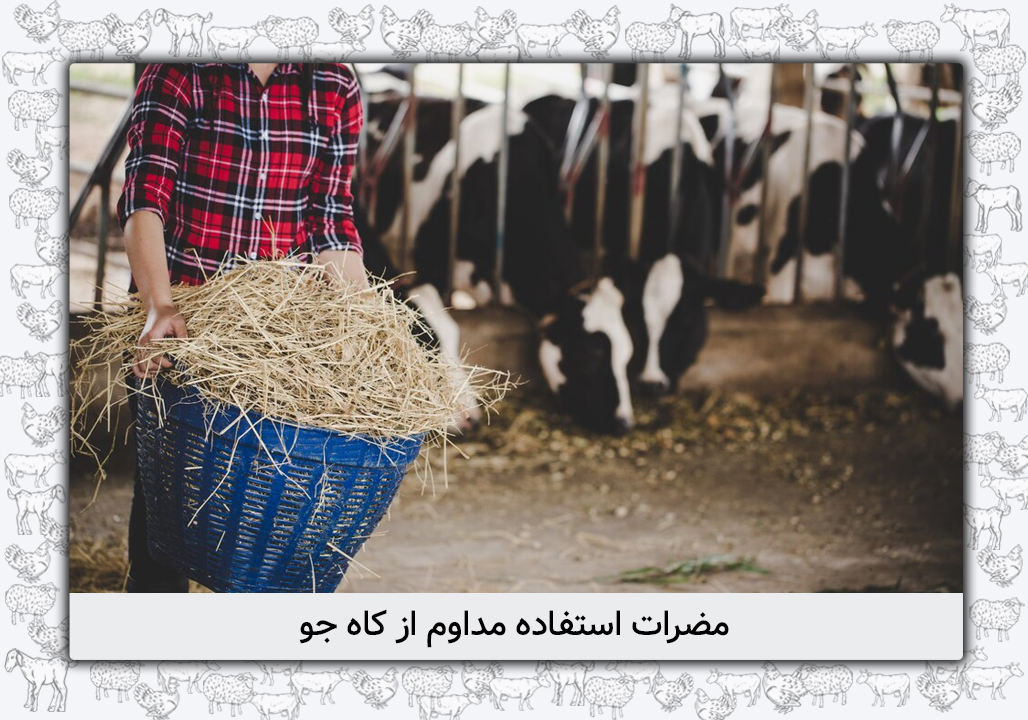مضرات کاه جو برای دام ها- دامدارهای دغدغه‌مند بخوانند