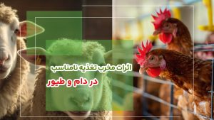 اثرات مخرب تغذیه نامناسب در دام و طیور