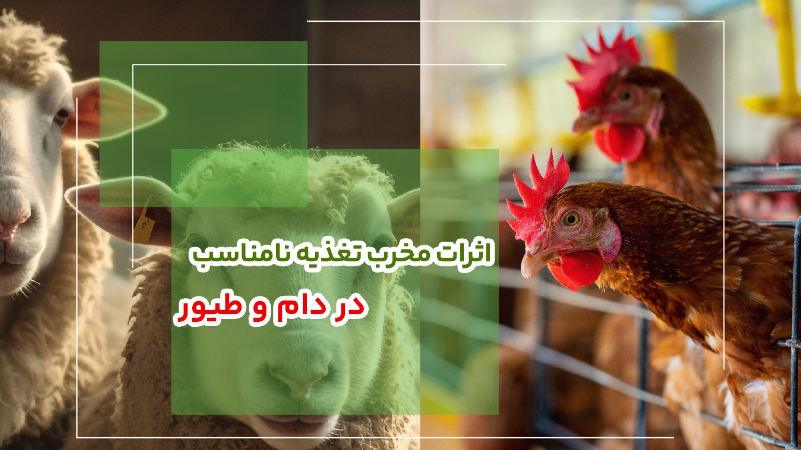 اثرات مخرب تغذیه نامناسب در دام و طیور