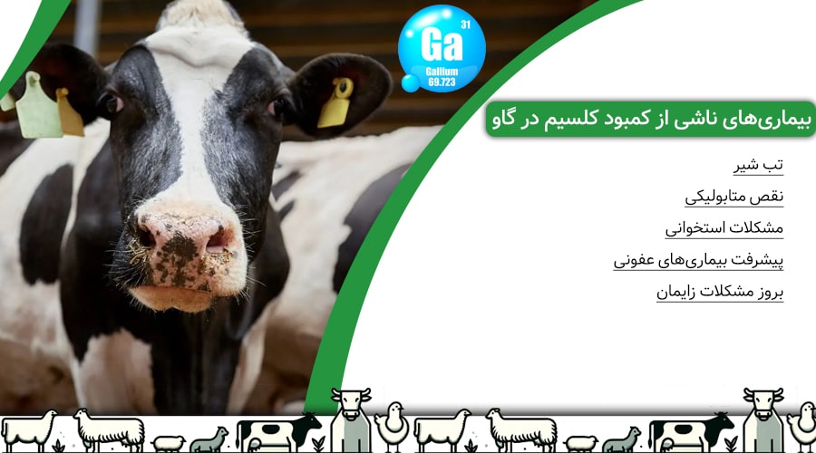 بیماریهای ناشی از کمبود کلسیم در گاو