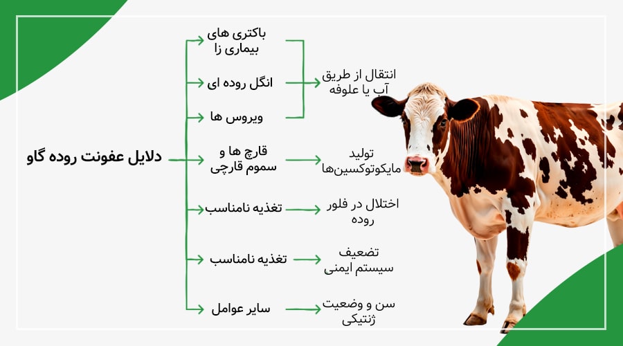 دلایل عفونت روده گاو
