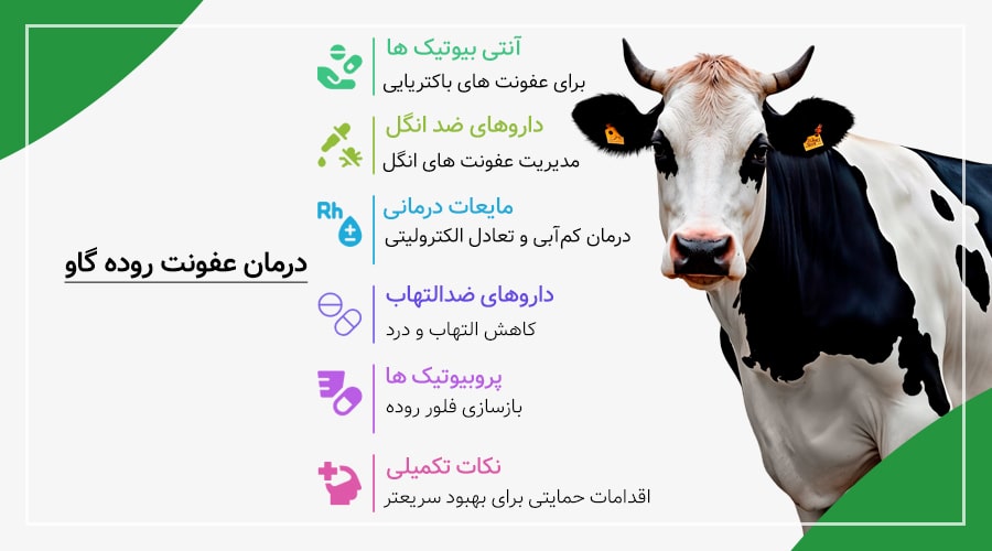درمان عفونت روده گاو