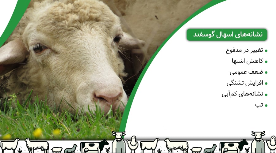 نشانه&zwnj;های اسهال گوسفند