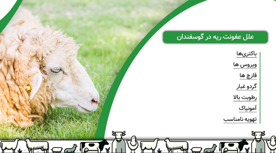 علل عفونت ریه در گوسفندان