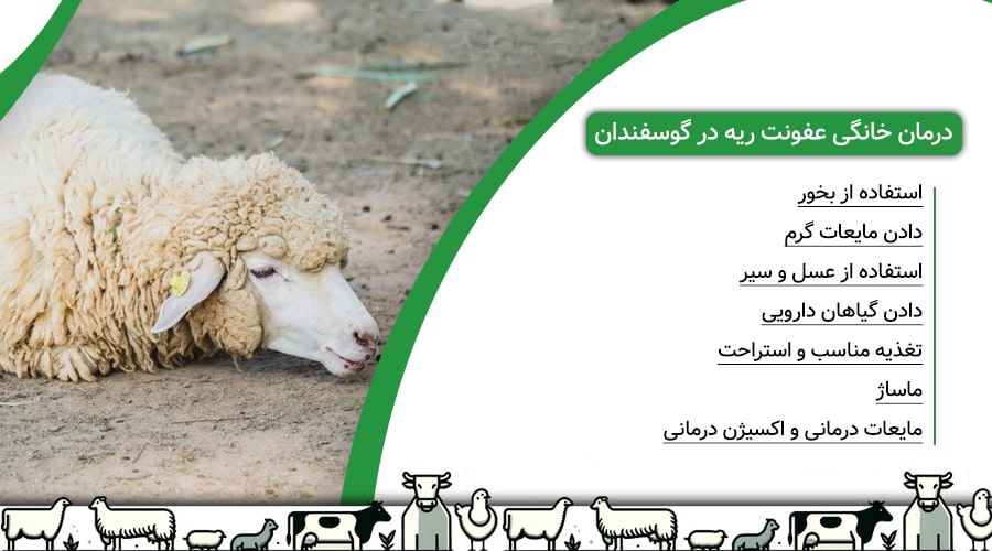 درمان خانگی عفونت ریه در گوسفندان