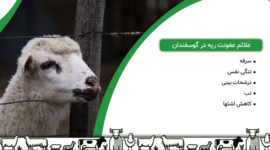 علائم عفونت ریه در گوسفندان