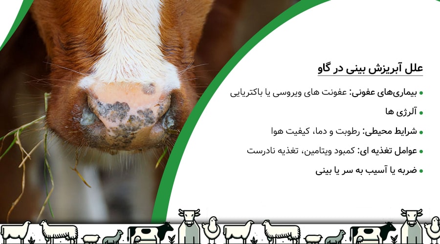علل آبریزش بینی در گاو