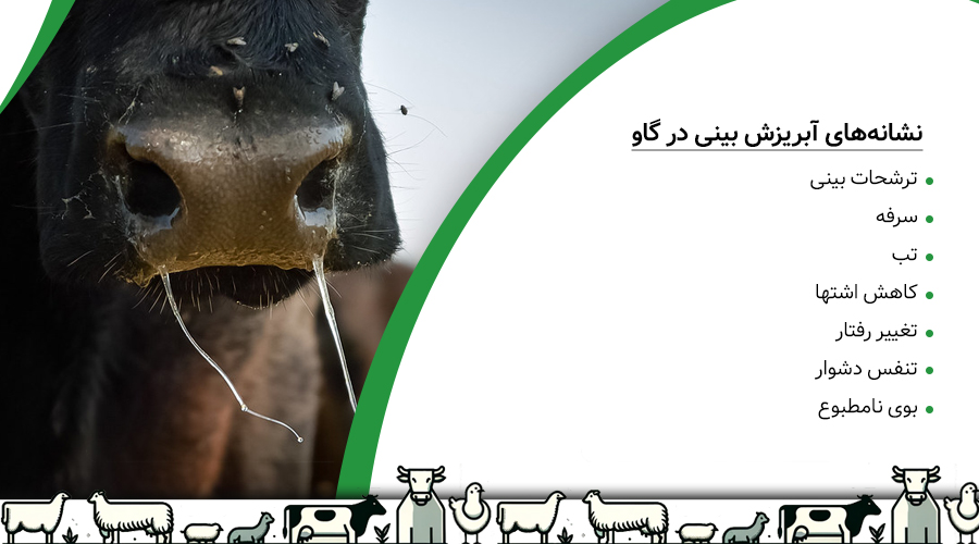 نشانه های ابریزش بینی در گاو