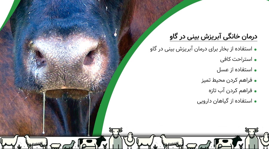 درمان خانگی ابریزش بینی در گاو