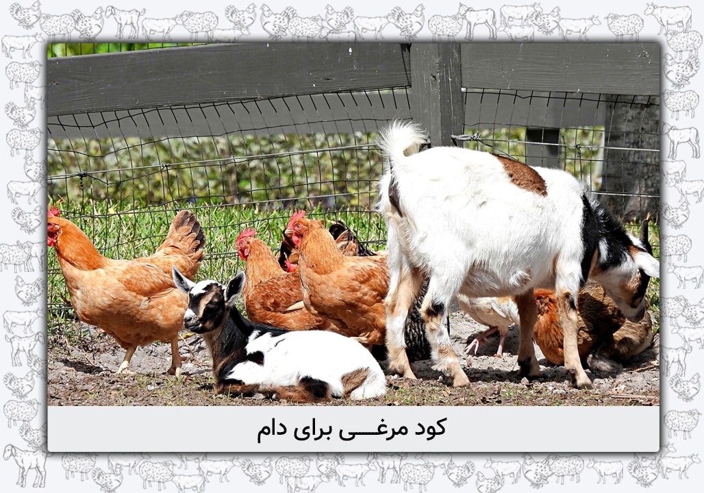 کود مرغی برای دام