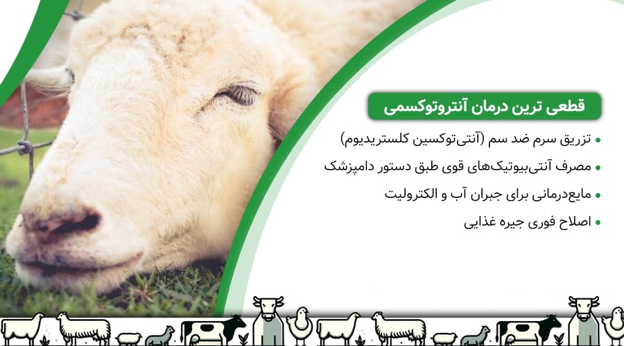 قطعی ترین درمان آنتروتوکسمی (بیماری ورم روده سمی)