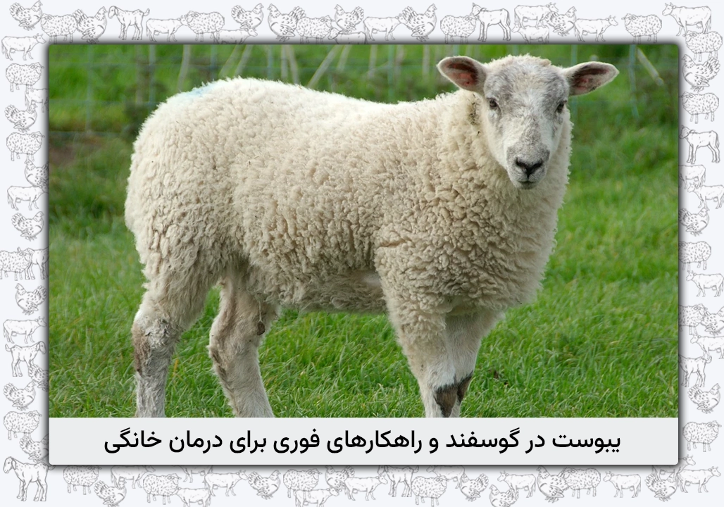 یبوست گوسفند: علل، نشانه‌ها، درمان و پیشگیری