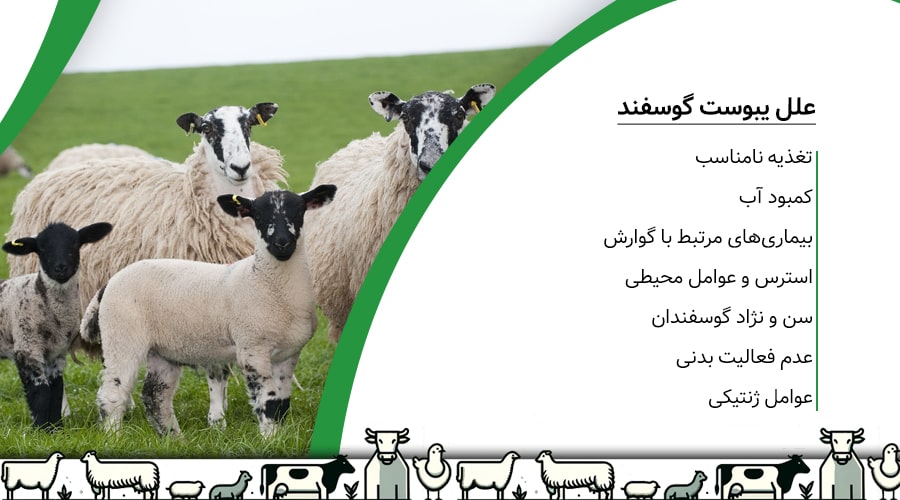 علت یبوست گوسفند