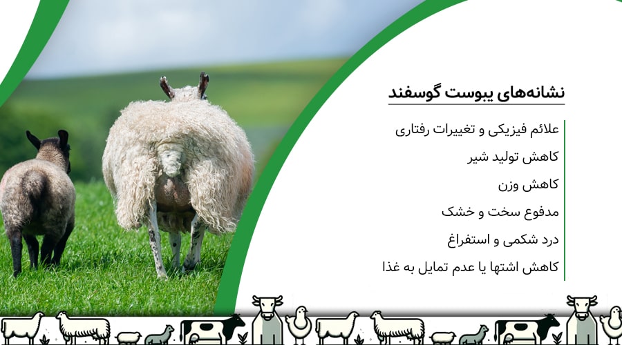 نشانه های یبوست در گوسفند