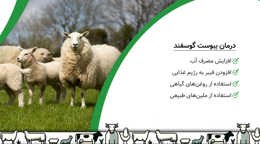 درمان یبوست در گوسفندان