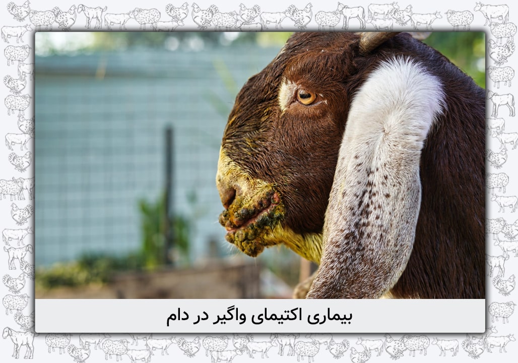 بیمارری اکتیمای در دام