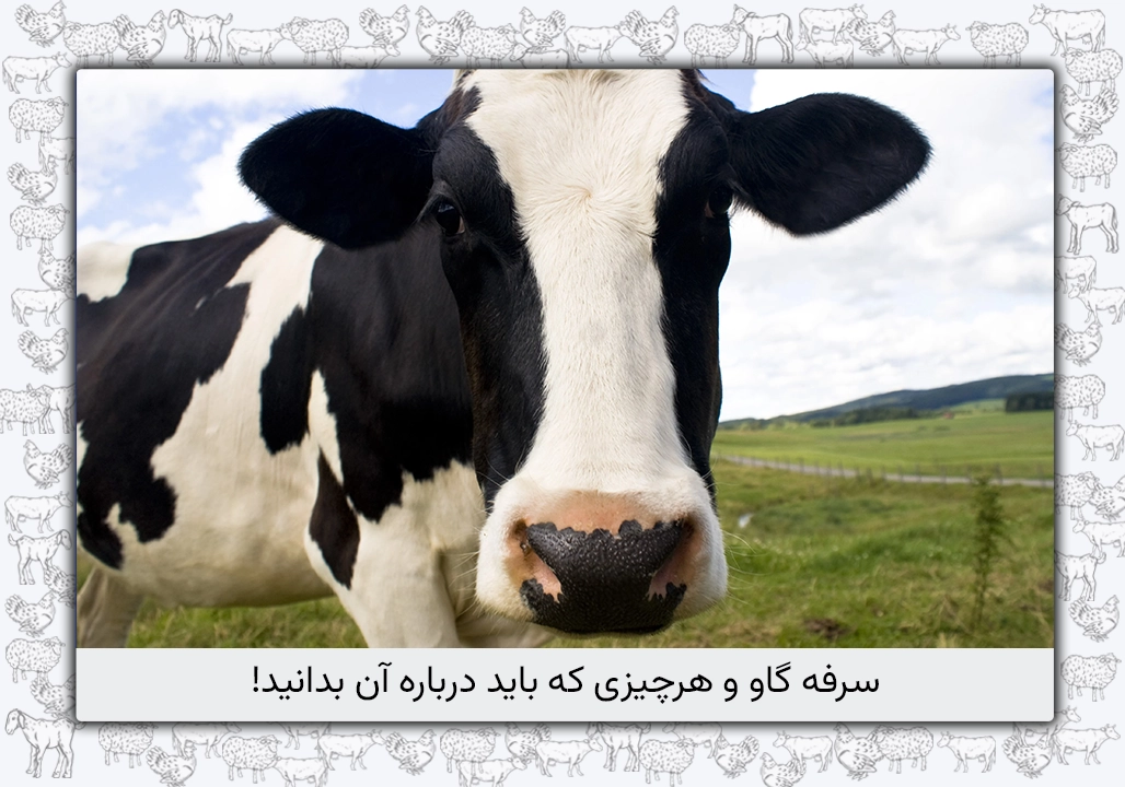 سرفه گاو و علل و علائم آن