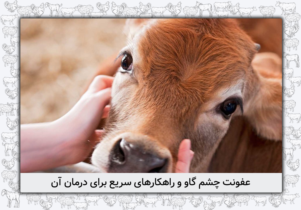 عفونت چشم گاو: علل، علائم، تشخیص، درمان و پیشگیری