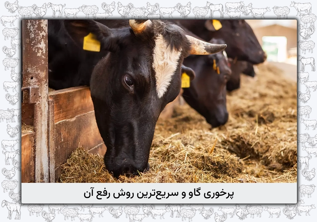پرخوری گاو - سریع‌ترین راهکارهای درمان آن