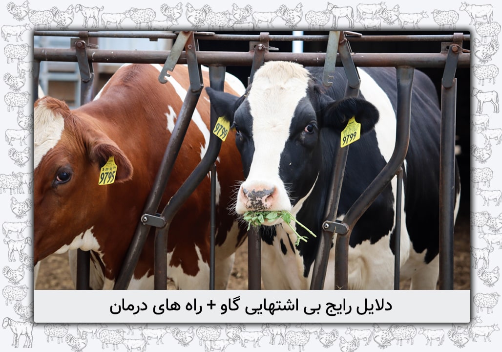 بی اشتهایی در گاو
