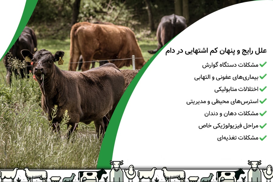 چرا گاوها بی اشتها میشوند؟ علل رایج و پنهان کم اشتهایی در دام