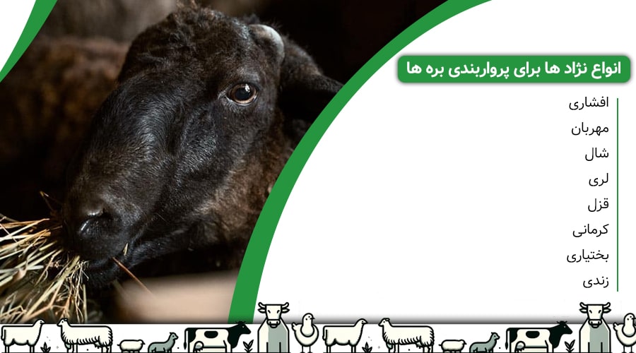 در ایران، نژادهای مختلفی برای پرواربندی بره وجود دارد که از جمله آنها میتوان به این نژادها اشاره کرد