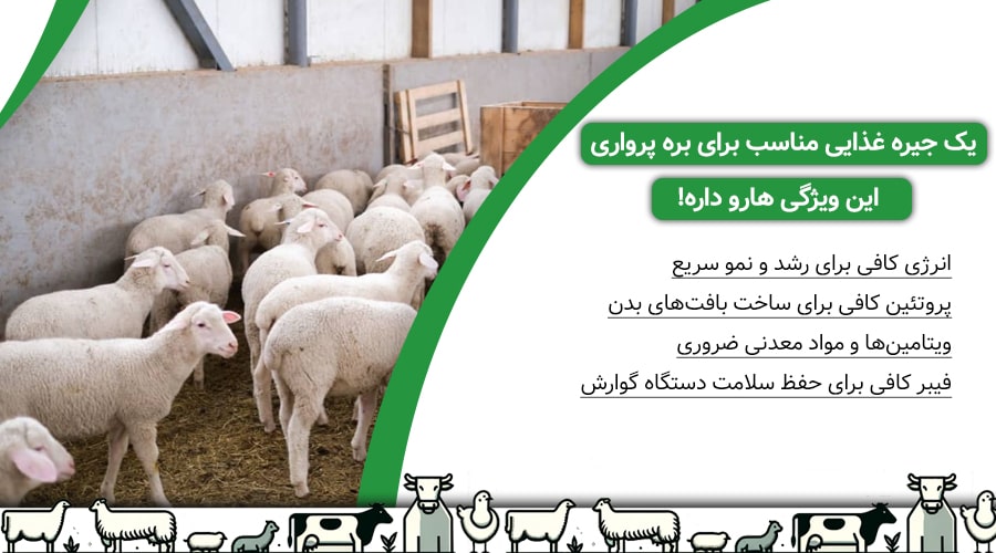 فرمول جیره غذایی استاندارد برای رشد سریع بره پرواری