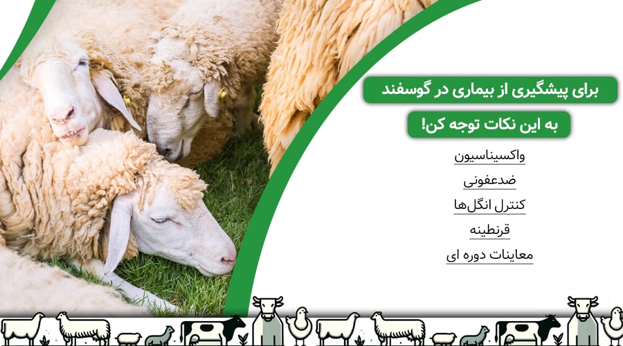 مدیریت بهداشت و پیشگیری از بیماریهای گوسفند