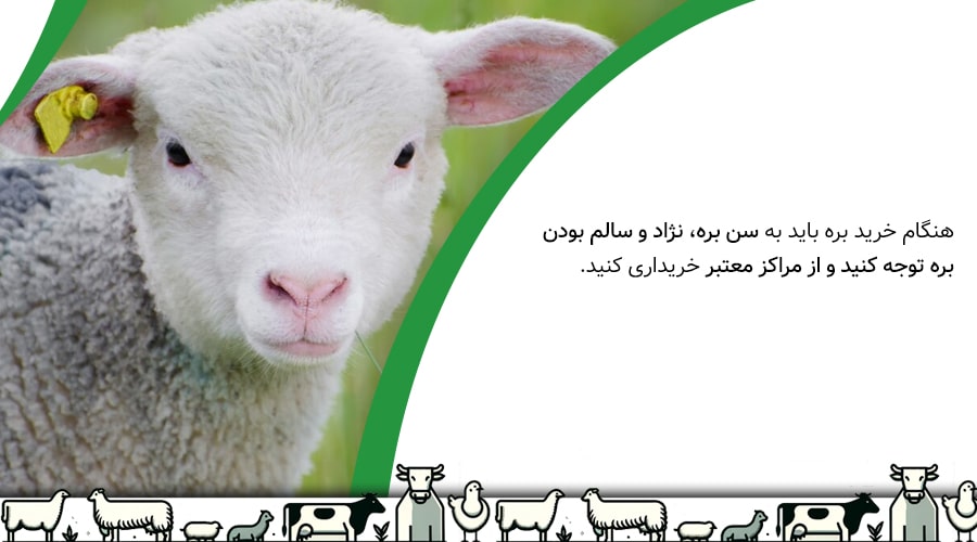 نکات مربوط به خرید بره پرواری