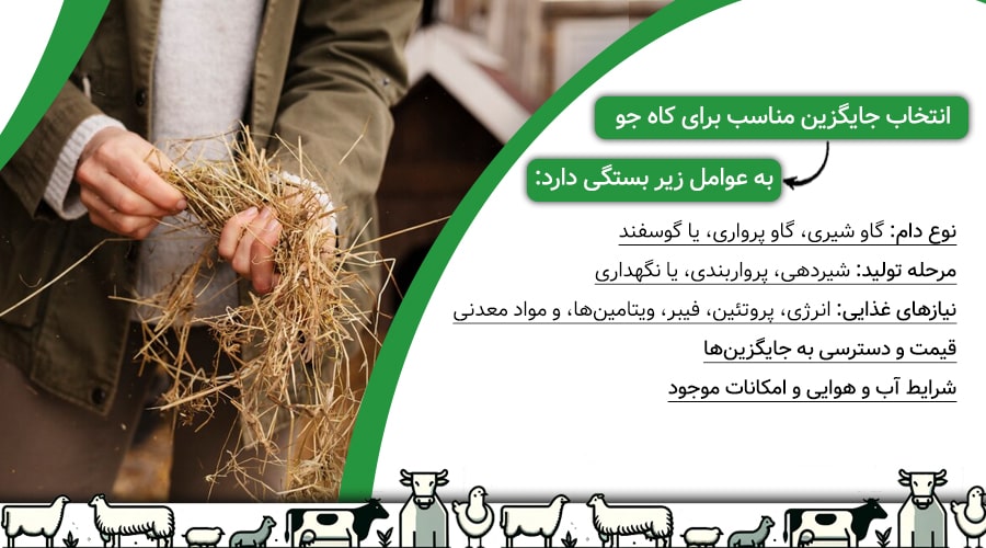 چه نوع خوراکی به جای کاه مناسب دام است؟