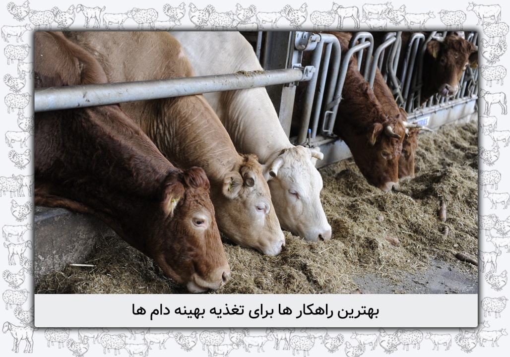 راهکاری نوین برای تغذیه بهینه دام ها – خوراک دام اقتصادی